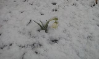 Дача, сад, огород.-img_20210402_081913.jpg