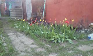 Дача, сад, огород.-img_20210511_182239.jpg