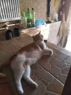 Домашние питомцы.-5.jpg