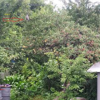 Дача, сад, огород.-izobrazhenie_viber_2021-06-30_20-32