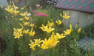 Дача, сад, огород.-img_20210708_194700.jpg