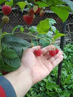 Дача, сад, огород.-img_20221008_104114.jpg