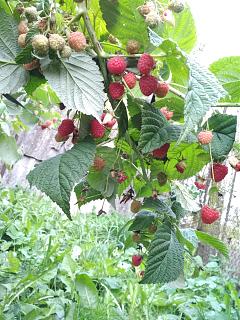Дача, сад, огород.-img_20221008_104135.jpg