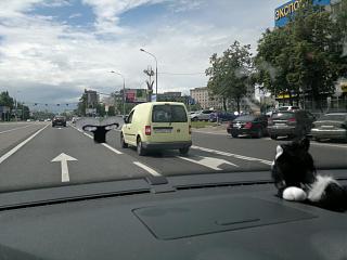Охота на Caddy.-2012-06-29-484-1-.jpg