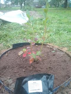 Дача, сад, огород.-img_20251003_181241.jpg