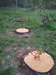 Дача, сад, огород.-img_20251004_183338.jpg