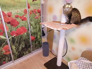 Домашние питомцы.-img_20251125_200202.jpg