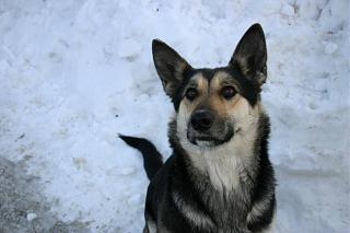 Домашние питомцы.-img_4960.jpg