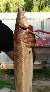 Рыбалка-img_3120.jpg