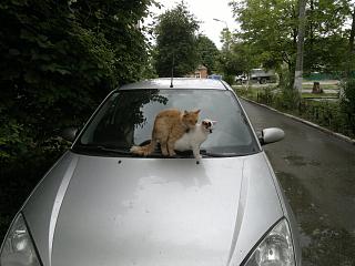 Домашние питомцы.-30062011604.jpg