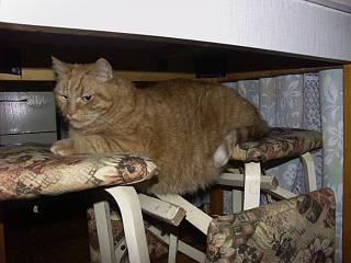 Домашние питомцы.-pict0153.jpg