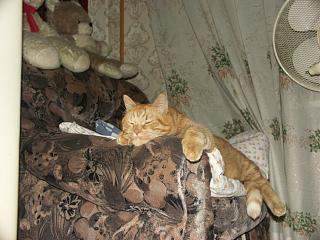 Домашние питомцы.-pict0202.jpg
