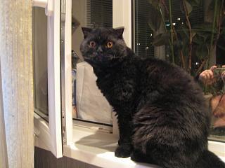 Домашние питомцы.-17-marta-2012g.183-shkola-075.jpg