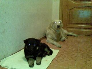 Домашние питомцы.-15032012-001.jpg