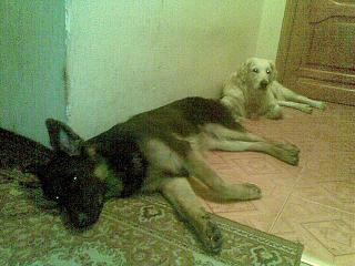 Домашние питомцы.-03092012-002-.jpg