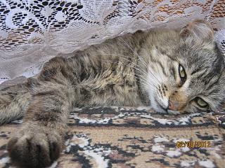 Домашние питомцы.-img_0748.jpg