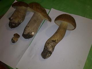Флудилка-09092012678.jpg