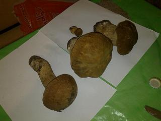 Флудилка-09092012679.jpg