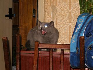 Домашние питомцы.-dscn6357.jpg