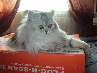 Домашние питомцы.-koshka-boni.jpg